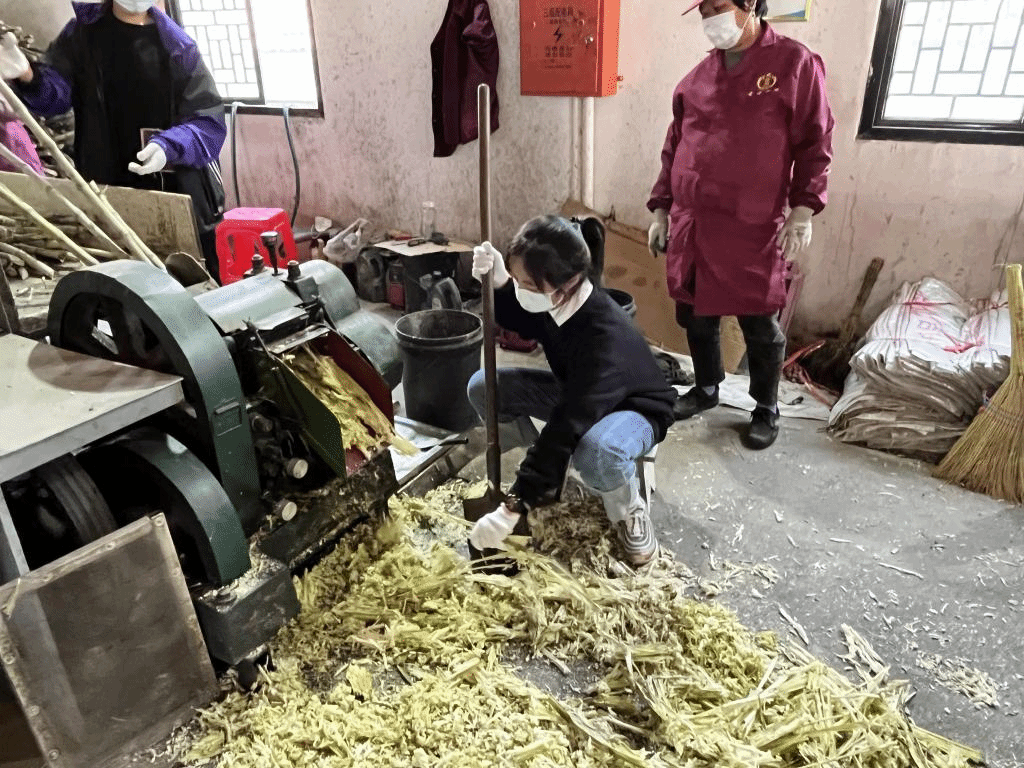 公益助農新體驗，鄉村振興正當時 惲代英菁英學校赴新洲紅糖小鎮開展勞動實踐教育